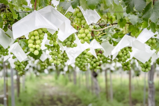 458c0dd61e052aa901d62590ef1c98be_t