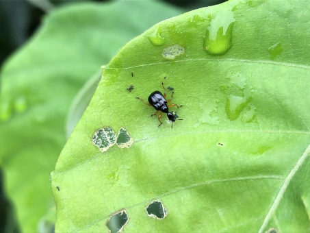 6d0905379944b6672f8b35ac21f76deb_t